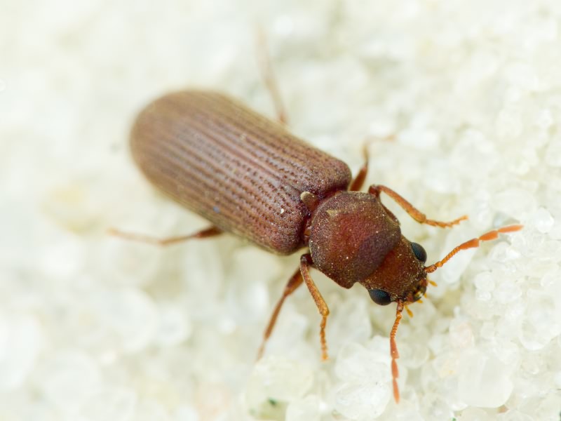 Anobiinae Fleming, 1821